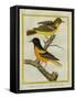 Baltimore Oriole and the Crossbred Baltimore Oriole-Georges-Louis Buffon-Framed Stretched Canvas