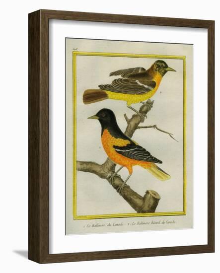 Baltimore Oriole and the Crossbred Baltimore Oriole-Georges-Louis Buffon-Framed Giclee Print