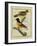 Baltimore Oriole and the Crossbred Baltimore Oriole-Georges-Louis Buffon-Framed Giclee Print