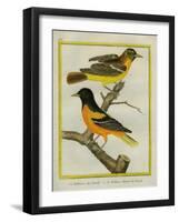 Baltimore Oriole and the Crossbred Baltimore Oriole-Georges-Louis Buffon-Framed Giclee Print