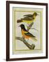 Baltimore Oriole and the Crossbred Baltimore Oriole-Georges-Louis Buffon-Framed Giclee Print