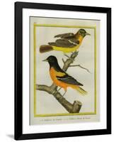 Baltimore Oriole and the Crossbred Baltimore Oriole-Georges-Louis Buffon-Framed Giclee Print