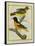 Baltimore Oriole and the Crossbred Baltimore Oriole-Georges-Louis Buffon-Framed Stretched Canvas