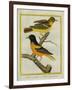 Baltimore Oriole and the Crossbred Baltimore Oriole-Georges-Louis Buffon-Framed Giclee Print