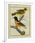 Baltimore Oriole and the Crossbred Baltimore Oriole-Georges-Louis Buffon-Framed Giclee Print
