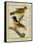 Baltimore Oriole and the Crossbred Baltimore Oriole-Georges-Louis Buffon-Framed Stretched Canvas