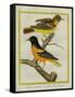 Baltimore Oriole and the Crossbred Baltimore Oriole-Georges-Louis Buffon-Framed Stretched Canvas