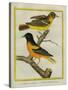 Baltimore Oriole and the Crossbred Baltimore Oriole-Georges-Louis Buffon-Stretched Canvas