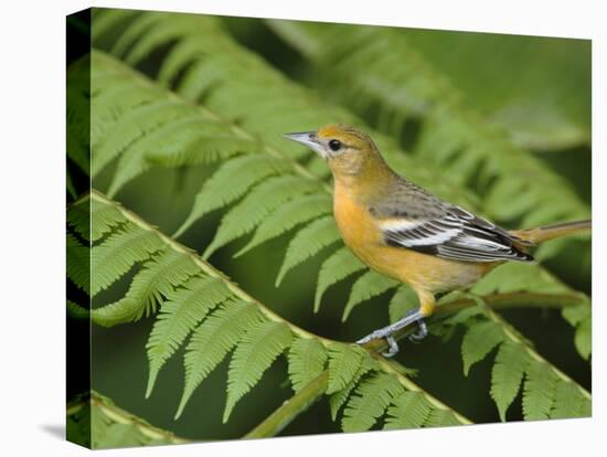 Baltimore Oriole, Central Valley, Costa Rica-Rolf Nussbaumer-Stretched Canvas