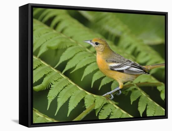 Baltimore Oriole, Central Valley, Costa Rica-Rolf Nussbaumer-Framed Stretched Canvas