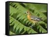 Baltimore Oriole, Central Valley, Costa Rica-Rolf Nussbaumer-Framed Stretched Canvas