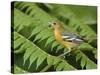 Baltimore Oriole, Central Valley, Costa Rica-Rolf Nussbaumer-Stretched Canvas