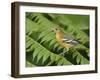Baltimore Oriole, Central Valley, Costa Rica-Rolf Nussbaumer-Framed Photographic Print