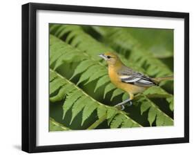 Baltimore Oriole, Central Valley, Costa Rica-Rolf Nussbaumer-Framed Photographic Print