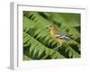 Baltimore Oriole, Central Valley, Costa Rica-Rolf Nussbaumer-Framed Photographic Print