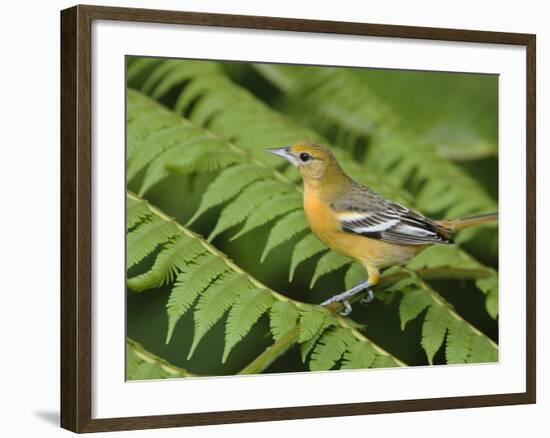 Baltimore Oriole, Central Valley, Costa Rica-Rolf Nussbaumer-Framed Photographic Print