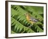 Baltimore Oriole, Central Valley, Costa Rica-Rolf Nussbaumer-Framed Photographic Print