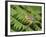 Baltimore Oriole, Central Valley, Costa Rica-Rolf Nussbaumer-Framed Photographic Print