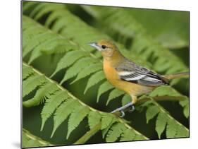 Baltimore Oriole, Central Valley, Costa Rica-Rolf Nussbaumer-Mounted Photographic Print