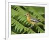 Baltimore Oriole, Central Valley, Costa Rica-Rolf Nussbaumer-Framed Photographic Print