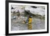 Baltimore oriole female bathing, Marion County, Illinois.-Richard & Susan Day-Framed Photographic Print