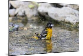 Baltimore oriole female bathing, Marion County, Illinois.-Richard & Susan Day-Mounted Photographic Print