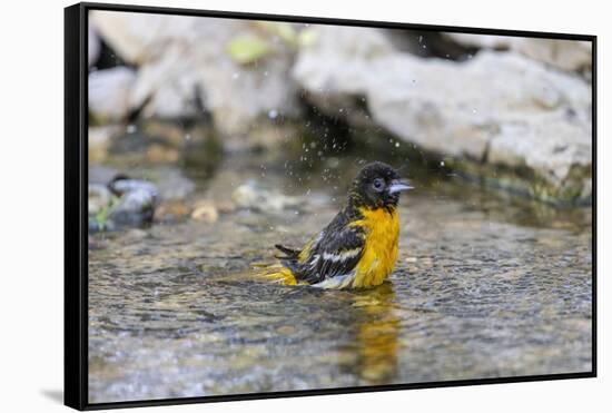 Baltimore oriole female bathing, Marion County, Illinois.-Richard & Susan Day-Framed Stretched Canvas