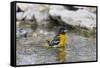 Baltimore oriole female bathing, Marion County, Illinois.-Richard & Susan Day-Framed Stretched Canvas