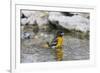 Baltimore oriole female bathing, Marion County, Illinois.-Richard & Susan Day-Framed Photographic Print