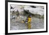 Baltimore oriole female bathing, Marion County, Illinois.-Richard & Susan Day-Framed Photographic Print