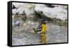 Baltimore oriole female bathing, Marion County, Illinois.-Richard & Susan Day-Framed Stretched Canvas