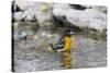 Baltimore oriole female bathing, Marion County, Illinois.-Richard & Susan Day-Stretched Canvas