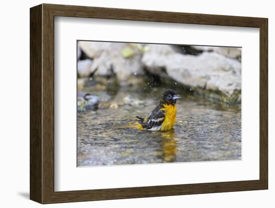 Baltimore oriole female bathing, Marion County, Illinois.-Richard & Susan Day-Framed Photographic Print