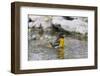 Baltimore oriole female bathing, Marion County, Illinois.-Richard & Susan Day-Framed Photographic Print