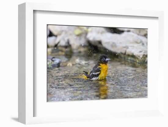 Baltimore oriole female bathing, Marion County, Illinois.-Richard & Susan Day-Framed Photographic Print