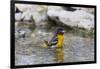 Baltimore oriole female bathing, Marion County, Illinois.-Richard & Susan Day-Framed Photographic Print