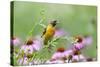 Baltimore Oriole Female in Flower Garden, Marion, Illinois, Usa-Richard ans Susan Day-Stretched Canvas