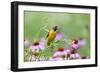 Baltimore Oriole Female in Flower Garden, Marion, Illinois, Usa-Richard ans Susan Day-Framed Photographic Print