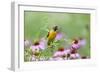 Baltimore Oriole Female in Flower Garden, Marion, Illinois, Usa-Richard ans Susan Day-Framed Photographic Print