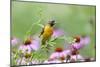 Baltimore Oriole Female in Flower Garden, Marion, Illinois, Usa-Richard ans Susan Day-Mounted Photographic Print