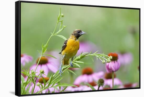 Baltimore Oriole Female in Flower Garden, Marion, Illinois, Usa-Richard ans Susan Day-Framed Stretched Canvas
