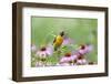 Baltimore Oriole Female in Flower Garden, Marion, Illinois, Usa-Richard ans Susan Day-Framed Photographic Print