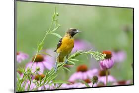 Baltimore Oriole Female in Flower Garden, Marion, Illinois, Usa-Richard ans Susan Day-Mounted Photographic Print