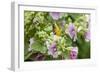 Baltimore oriole female on hollyhock in rain, Marion County, Illinois.-Richard & Susan Day-Framed Photographic Print