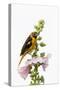 Baltimore oriole female on hollyhock, Marion County, Illinois.-Richard & Susan Day-Stretched Canvas