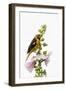 Baltimore oriole female on hollyhock, Marion County, Illinois.-Richard & Susan Day-Framed Photographic Print