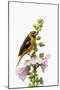 Baltimore oriole female on hollyhock, Marion County, Illinois.-Richard & Susan Day-Mounted Photographic Print