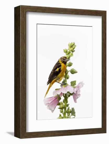 Baltimore oriole female on hollyhock, Marion County, Illinois.-Richard & Susan Day-Framed Photographic Print
