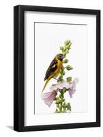 Baltimore oriole female on hollyhock, Marion County, Illinois.-Richard & Susan Day-Framed Photographic Print