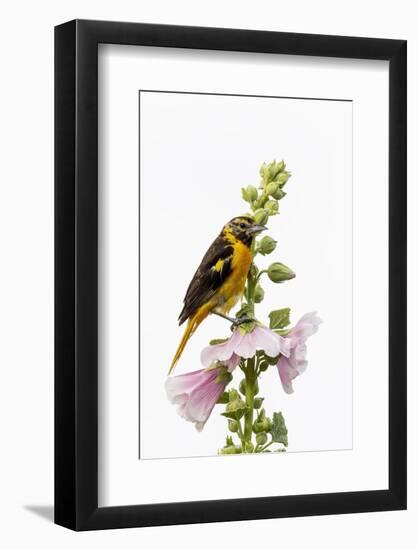 Baltimore oriole female on hollyhock, Marion County, Illinois.-Richard & Susan Day-Framed Photographic Print